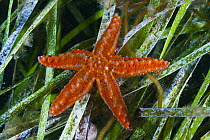 Starfish (Uniophora granifera) on seagrass, Yorke Peninsula, South Australia, Australia
