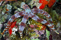 Sea Star (Gomophia sp), Milne Bay, Papua New Guinea