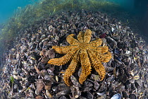 Sea Star (Coscinasterias muricata) on mussels, Port Phillip Bay, Mornington Peninsula, Victoria, Australia