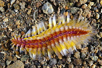 Bristle Worm (Chloeia fusca), Anilao, Philippines