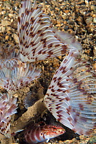 Feather Duster Worm (Sabellastarte sp) group filter feeding near fish, Anilao, Philippines