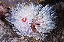 Hard Tube Coco Worm (Protula magnifica) filter feeding, Great Barrier Reef, Australia
