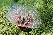 Hard Tube Coco Worm (Protula magnifica) filter feeding in Euphyllia Coral (Euphyllia ancora), Great Barrier Reef, Australia