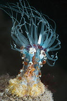 Sea Anemone (Alicia rhadina), Anilao, Philippines