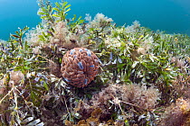 Sea Anemone (Phlyctenactis tuberculosa) on seagrass, Yorke Peninsula, South Australia, Australia