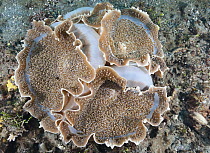Giant Cup Mushroom Coral (Amplexidiscus fenestrafer), Great Barrier Reef, Australia