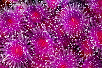 Sea Anemone (Corynactis australis) group, Bicheno, Tasmania, Australia