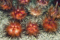 Long-spined Sea Urchin (Diadema sp) group, Anilao, Philippines
