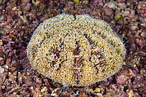 Sea Urchin (Toxopneustes pileolus), Anilao, Philippines