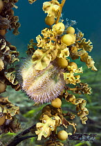 Sea Urchin (Amblypneustes pallidus), Yorke Peninsula, South Australia, Australia