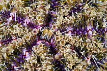Sea Urchin (Toxopneustes pileolus) venomous spines, Anilao, Philippines