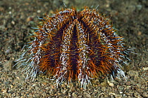 Hawaiian Sea Urchin (Tripneustes gratilla), Anilao, Philippines