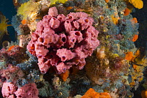 Temperate Pink Sea Sponge (Aplysilla rosea) on pylon, Port Phillip Bay, Mornington Peninsula, Victoria, Australia
