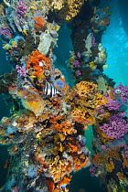 Western Talma (Chelmonops curiosus) near piling covered with sponges, tunicates, and ascidians, Yorke Peninsula, South Australia, Australia