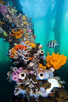 Six-banded Coralfish (Tilodon sexfasciatus) near piling covered with sponges, tunicates, and ascidians, Yorke Peninsula, South Australia, Australia