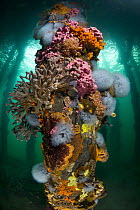 Piling with sponges, tunicates, and ascidians, Yorke Peninsula, South Australia, Australia