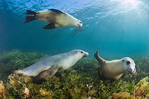 Australian Sea Lion (Neophoca cinerea) group, Hopkins Island, South Australia, Australia