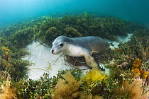 Australian Sea Lion (Neophoca cinerea), Hopkins Island, South Australia, Australia