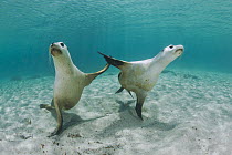 Australian Sea Lion (Neophoca cinerea) pair, Hopkins Island, South Australia, Australia