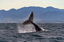 Humpback Whale (Megaptera novaeangliae) tail slapping, Coffs Harbor, Solitary Islands Marine Park, New South Wales, Australia