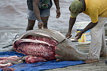 Dugong (Dugong dugon) caught legally and butchered by Torres Strait Islanders, Torres Strait, Northern Australia, Australia