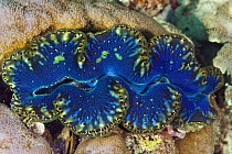 Giant Clam (Tridacna sp) mantle, Great Barrier Reef, Australia
