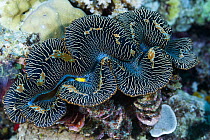 Giant Clam (Tridacna sp), Great Barrier Reef, Australia