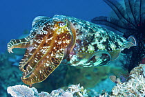 Broadclub Cuttlefish (Sepia latimanus), Milne Bay, Papua New Guinea