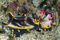 Flamboyant Cuttlefish (Metasepia pfefferi), Anilao, Philippines