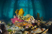 Australian Giant Cuttlefish (Sepia apama) under pier, Port Phillip Bay, Mornington Peninsula, Victoria, Australia