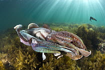 Australian Giant Cuttlefish (Sepia apama) males fighting over female, Whyalla, South Australia, Australia