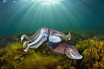 Australian Giant Cuttlefish (Sepia apama) male and female, Whyalla, South Australia, Australia
