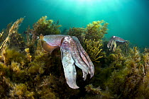 Australian Giant Cuttlefish (Sepia apama) pair, Whyalla, South Australia, Australia