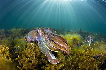 Australian Giant Cuttlefish (Sepia apama) pair, Whyalla, South Australia, Australia