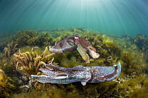 Australian Giant Cuttlefish (Sepia apama) males fighting over female, Whyalla, South Australia, Australia