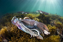 Australian Giant Cuttlefish (Sepia apama) group gathered for mating, Whyalla, South Australia, Australia