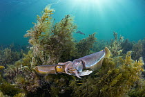 Australian Giant Cuttlefish (Sepia apama) male and female mating, Whyalla, South Australia, Australia