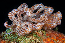 Nudibranch (Phyllodesmium longicirrum), Philippines