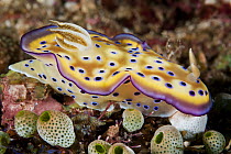 Nudibranch (Goniobranchus kuniei), Anilao, Philippines