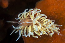 Nudibranch (Phyllodesmium serratum), Port Phillip Bay, Mornington Peninsula, Victoria, Australia