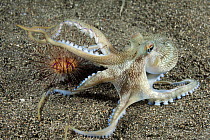 Veined Octopus (Octopus marginatus) predating urchin, Anilao, Philippines