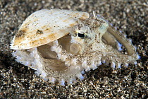 Veined Octopus (Octopus marginatus) hiding in shell, Anilao, Philippines
