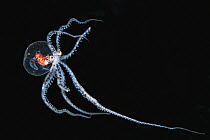 Wonderpus Octopus (Wunderpus photogenicus), Anilao, Philippines