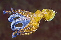 Wonderpus Octopus (Wunderpus photogenicus), Anilao, Philippines