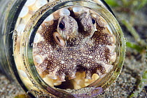 Veined Octopus (Octopus marginatus) hiding in glass jar, Lembeh Strait, Indonesia