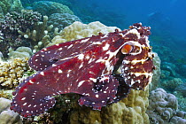Reef Octopus (Octopus cyanea), Milne Bay, Papua New Guinea