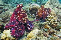 Reef Octopus (Octopus cyanea) pair, Milne bay, Papua New Guinea