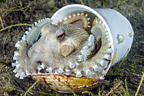Veined Octopus (Octopus marginatus) hiding in ceramic cup using a shell as a door, Anilao, Philippines