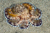 Veined Octopus (Octopus marginatus), Anilao, Philippines