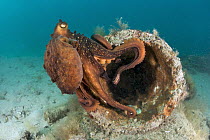 Maori Octopus (Octopus maorum), Mornington Peninsula, Victoria, Australia